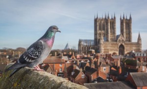 pigeon-into-religion.jpg